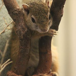 Smith's bush squirrel (Paraxerus cepapi)