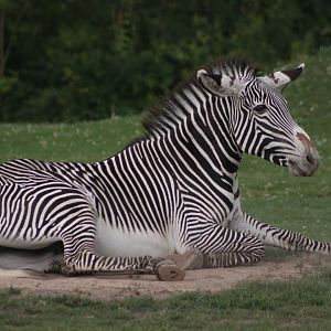 Grévy's zebra (Equus grevyi)