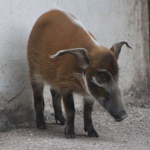 Red river hog (Potamochoerus porcus)