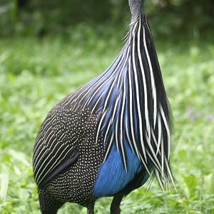 Vulturine guineafowl (Acryllium vulturinum)
