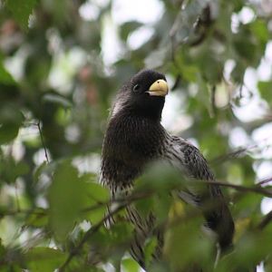 Western plantain-eater (Crinifer piscator)