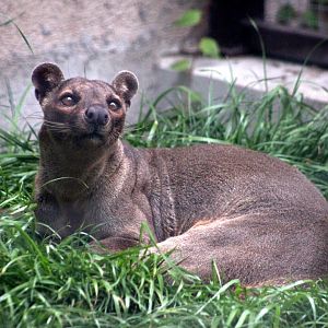 Fossa ( Cryptoprocta ferox)