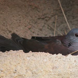 Malagasy turtle dove (Nesoenas picturatus)
