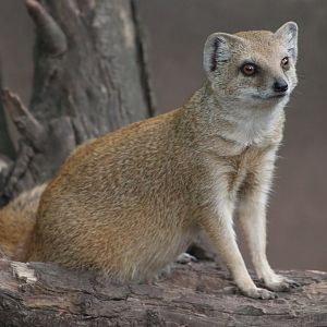 Yellow mongoose (Cynictis penicillata)