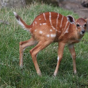 Forest sitatunga calf (Tragelaphus spekii gratus)
