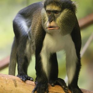Campbell's monkey (Cercopithecus campbelli)