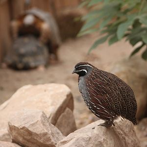 Madagascan partridge (Margaroperdix madagarensis)