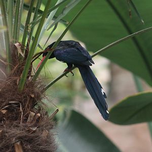 Green woodhoopoe (Phoeniculus purpureus)