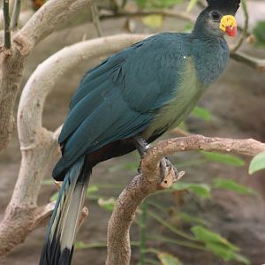 Great blue turaco (Corythaeola cristata)