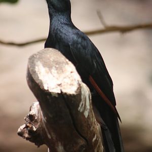 Red-winged starling (Onychognathus morio)