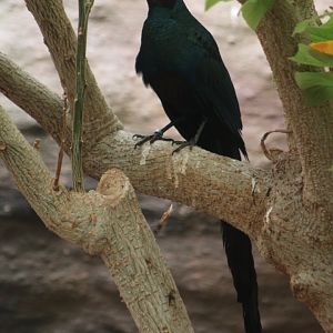 Long-tailed glossy starling (Lamprotornis caudatus)