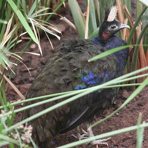 Congo peafowl (Afropavo congensis)