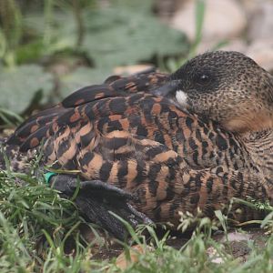 White-backed duck (Thalassornis leuconotus)