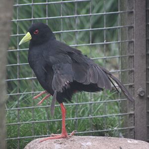 Black crake (Zapornia flavirostra)