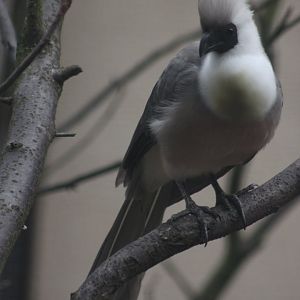 Bare-faced go-away-bird (Corythaixoides personatus)