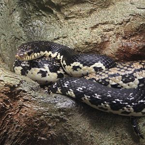 Malagasy giant hognose (Leioheterodon madagascariensis)
