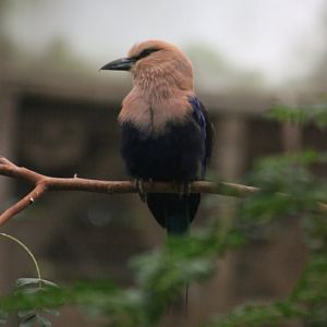 Blue-bellied roller (Coracias cyanogaster)