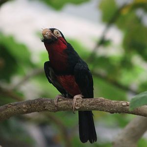 Bearded barbet (Lybius dubius)
