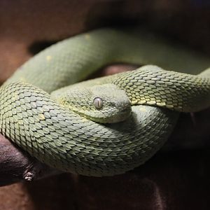 Western bush viper (Atheris chlorechis)