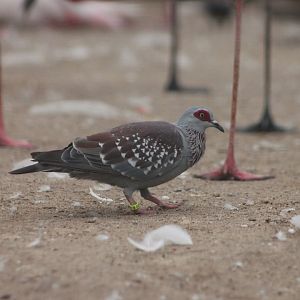 Speckled pigeon (Columba guinea)