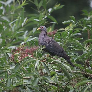 African olive pigeon(Columba arquatrix)