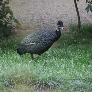 Crested guineafowl (Guttera pucherani)
