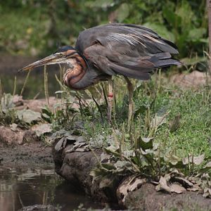 Purple heron (Ardea purpurea)