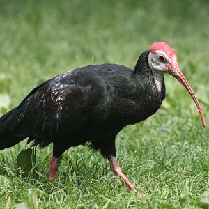 Southern bald ibis (Geronticus calvus)