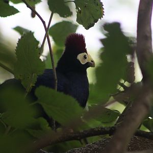 Ross's turaco (Musophaga rossae)