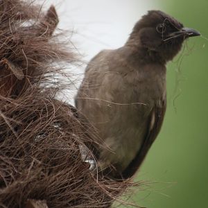 Common bulbul (Pycnonotus barbatus)