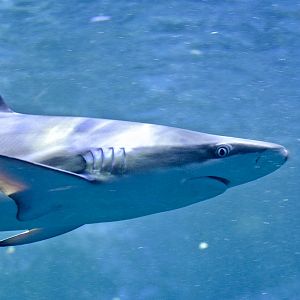 Hardnose Shark (Carcharhinus macloti) - Umitamago