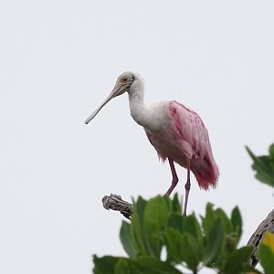 Roseate spoonbill (Platalea ajaja)