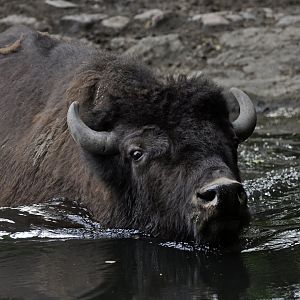 Wood bison (Bison bison athabascae)