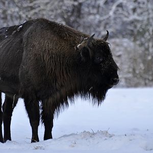 Wisent (Bison bonasus)