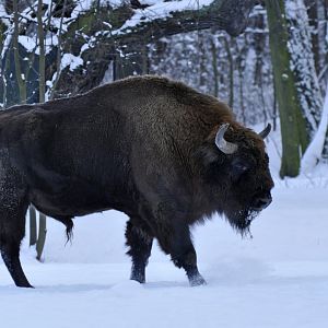Wisent (Bison bonasus)