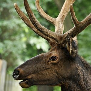 Manitoba wapiti (Cervus canadensis manitobensis)