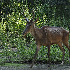 Barbary deer (Cervus elaphus barbarus)