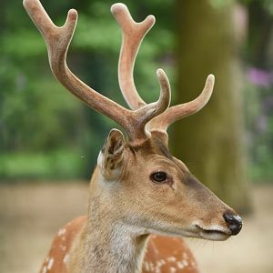 Pseudaxis deer (Cervus hortulorum pseudaxis)