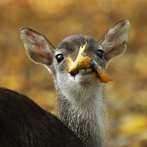 Javan rusa (Rusa timorensis)