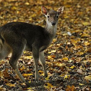 Javan rusa (Rusa timorensis)