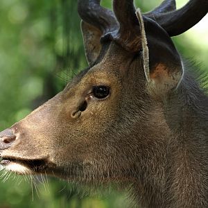 Malacca sambar (Rusa unicolor equinus)