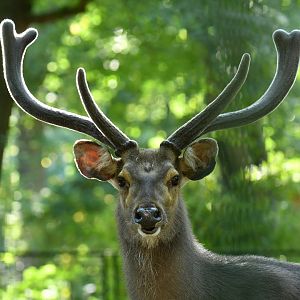 Indian sambar (Rusa unicolorniger)