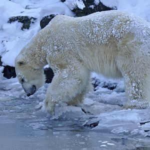 Polar bear (Ursus maritimus)