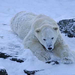 Polar bear (Ursus maritimus)