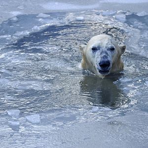 Polar bear (Ursus maritimus)