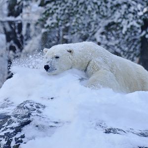 Polar bear (Ursus maritimus)