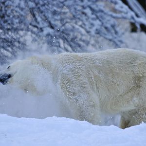 Polar bear (Ursus maritimus)