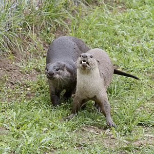 Smooth Coated Otters @ YWP