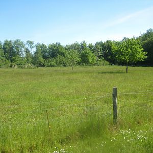 Økologiens Have - Sheep exhibit