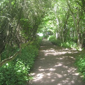 Økologiens Have - Walnut grove